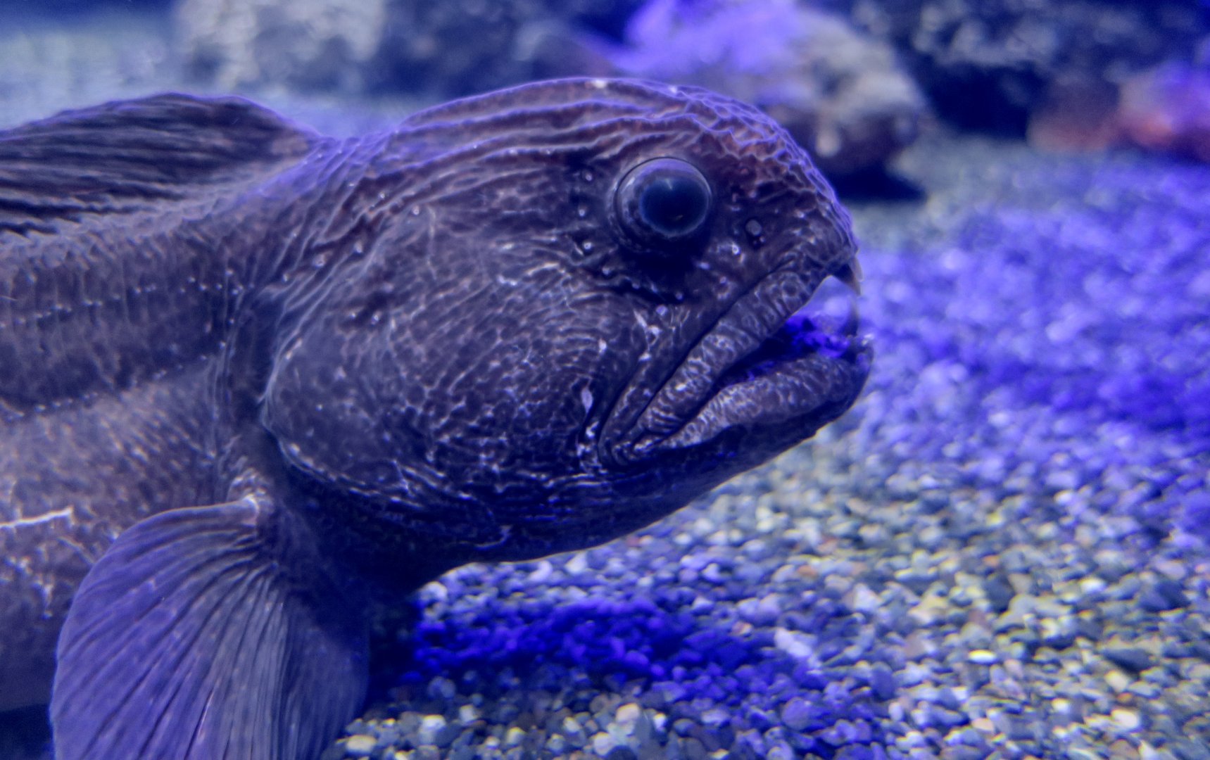 Bering Wolffish (Anarhichas orientalis)