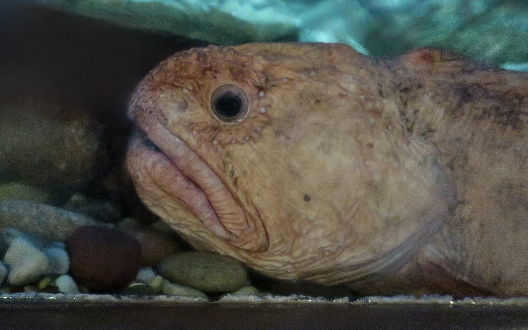 Bering Wolffish (Anarhichas orientalis)