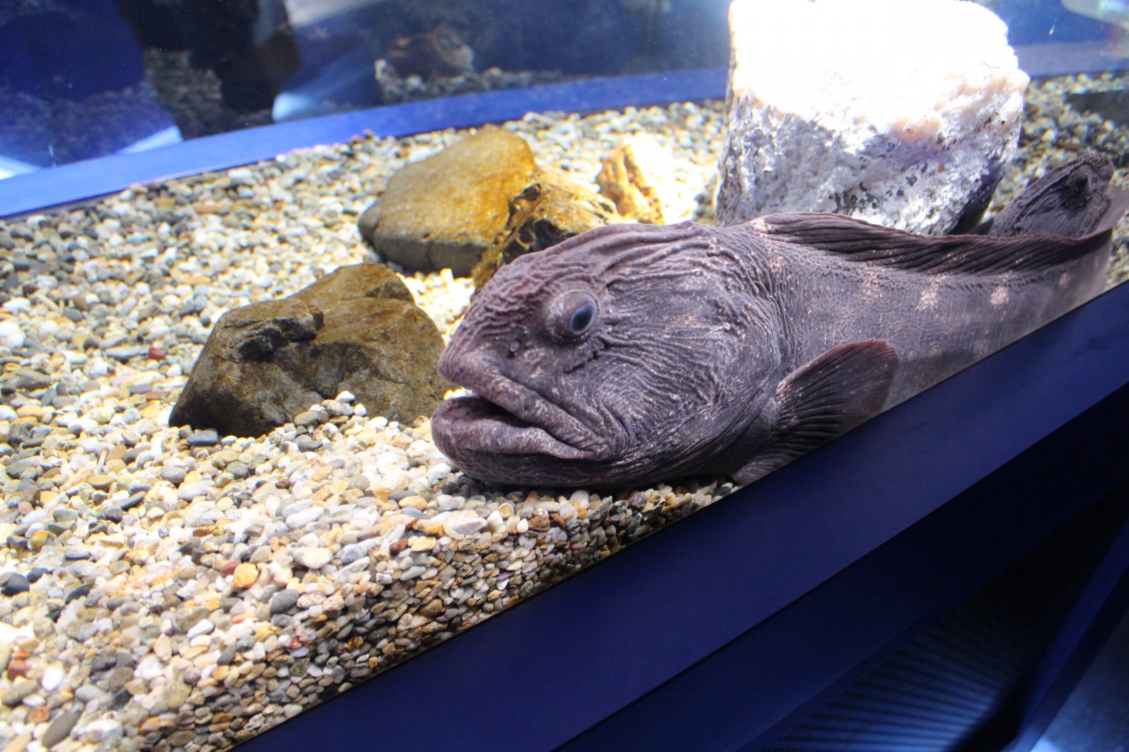 Bering wolffish