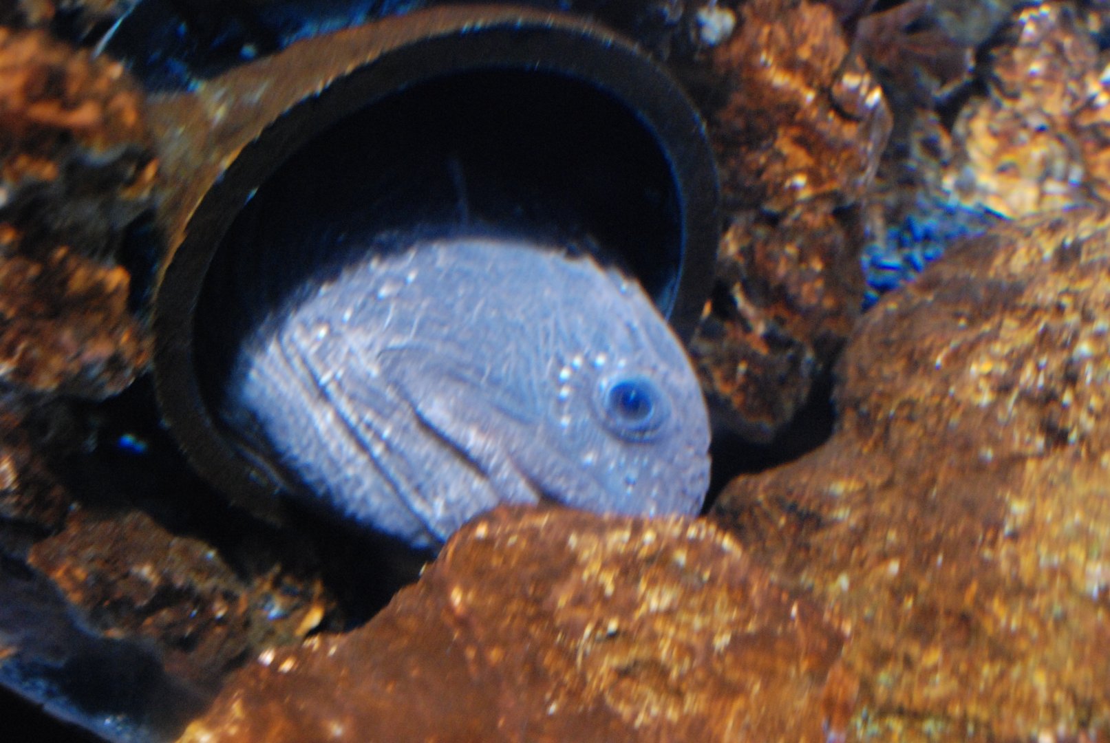 Bering Wolffish