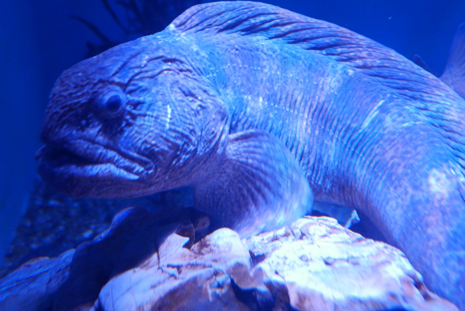 Bering Wolffish