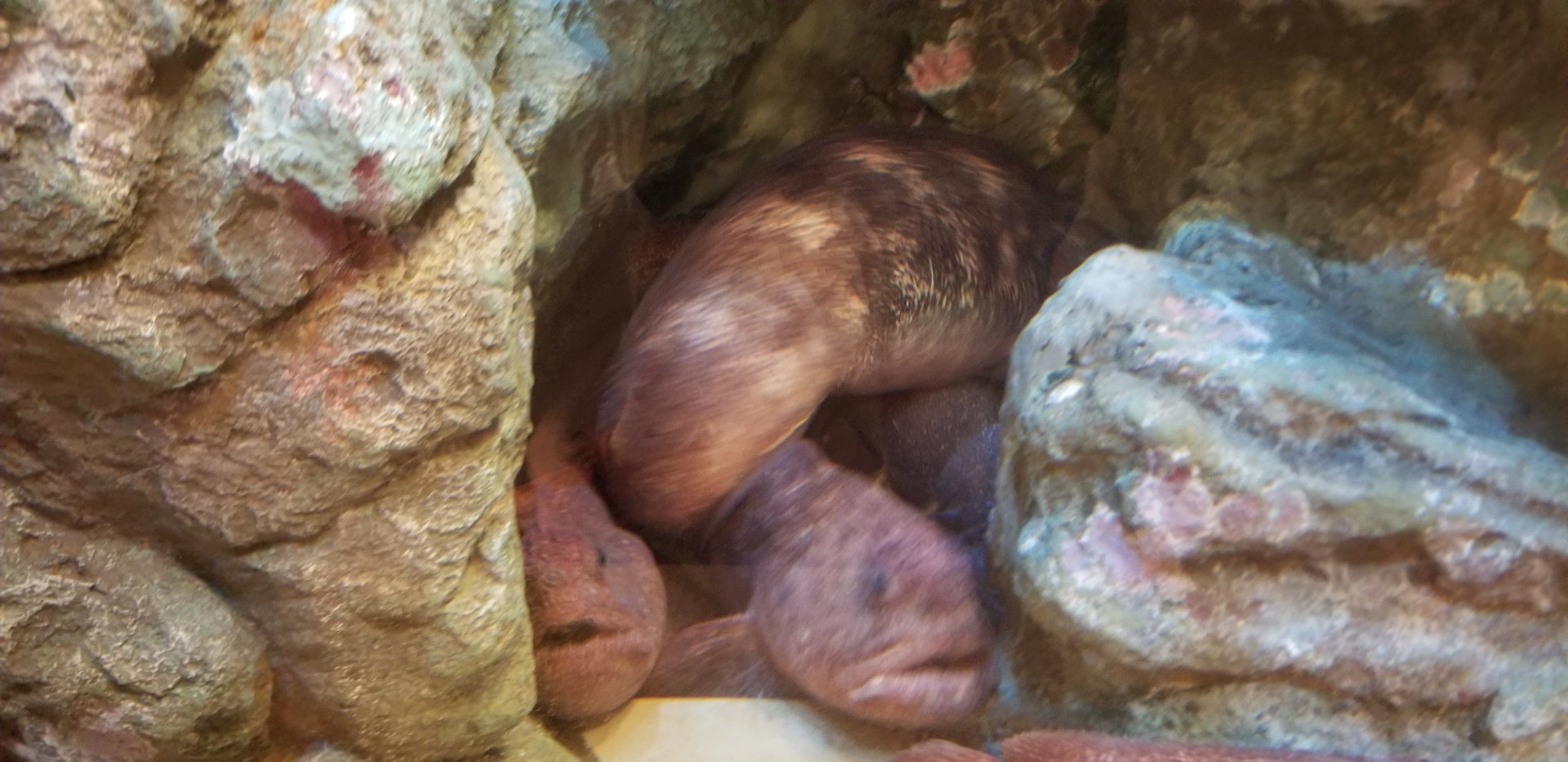 Bering Wolffish