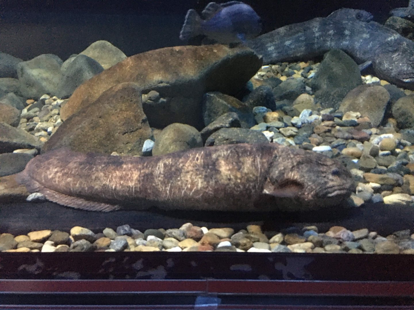 Bering Wolffish