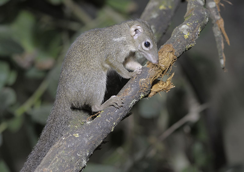 Berlanger's tree shrew