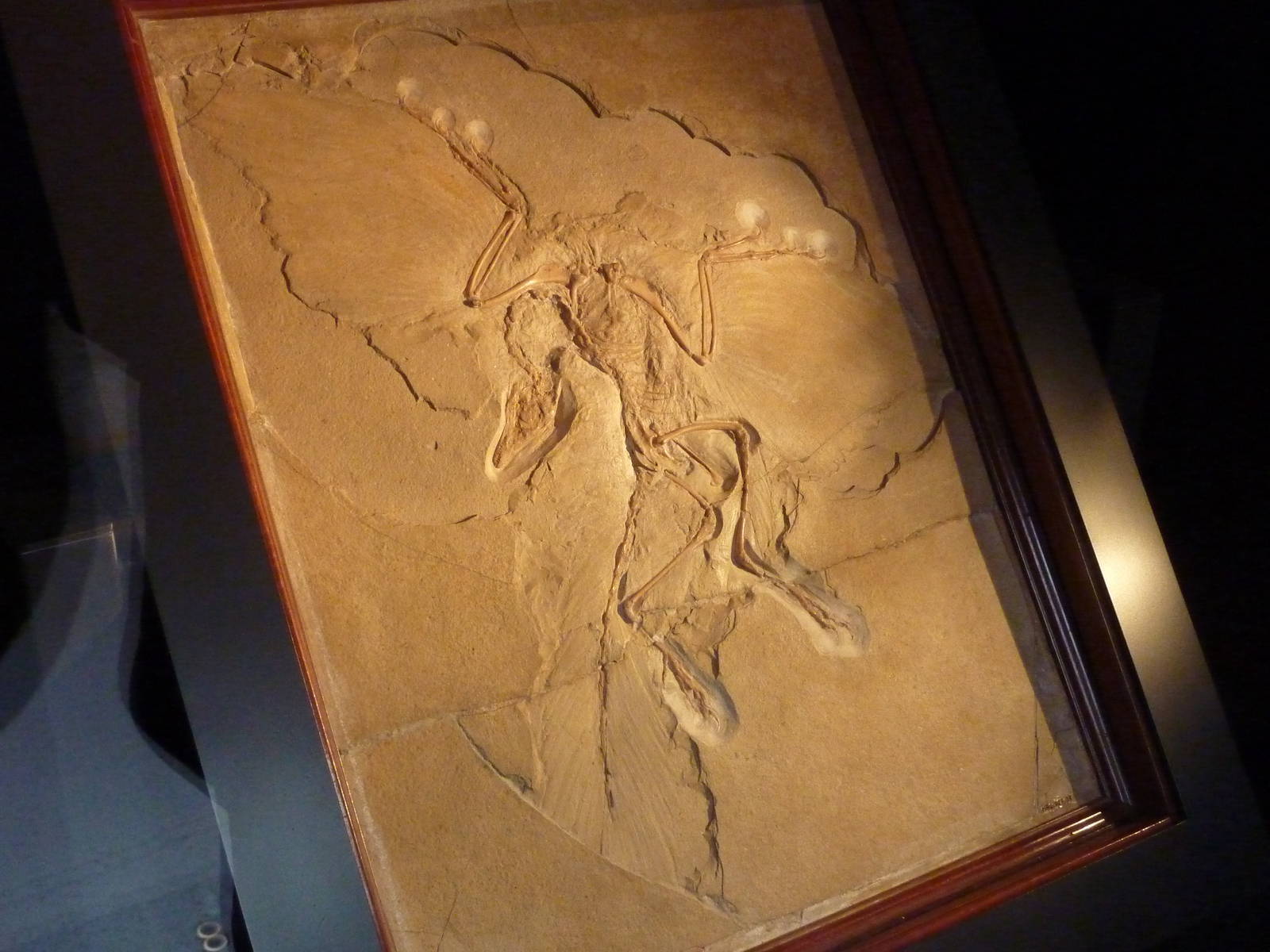 Berlin Museum fur Naturkunde - Archaeopteryx