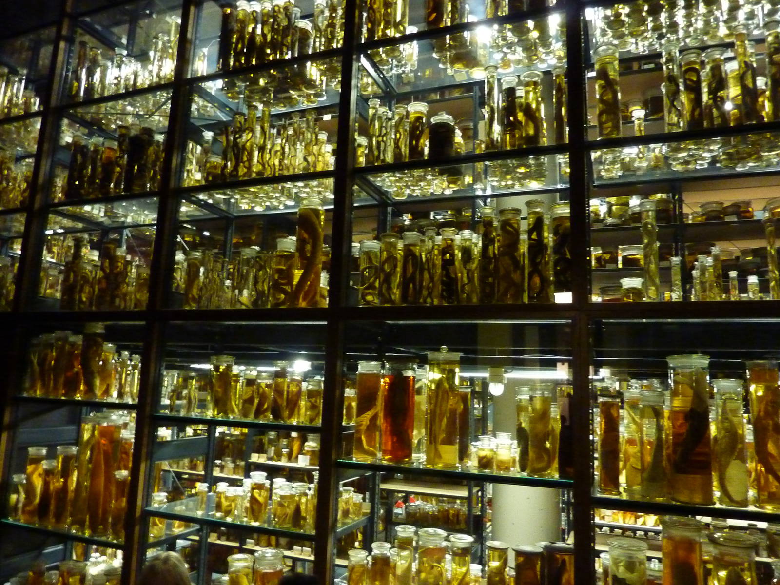 Berlin Museum fur Naturkunde - Wet room