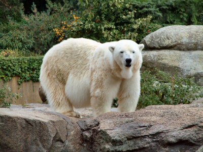 Berlin polar bear - Knut's mum before his arrival?