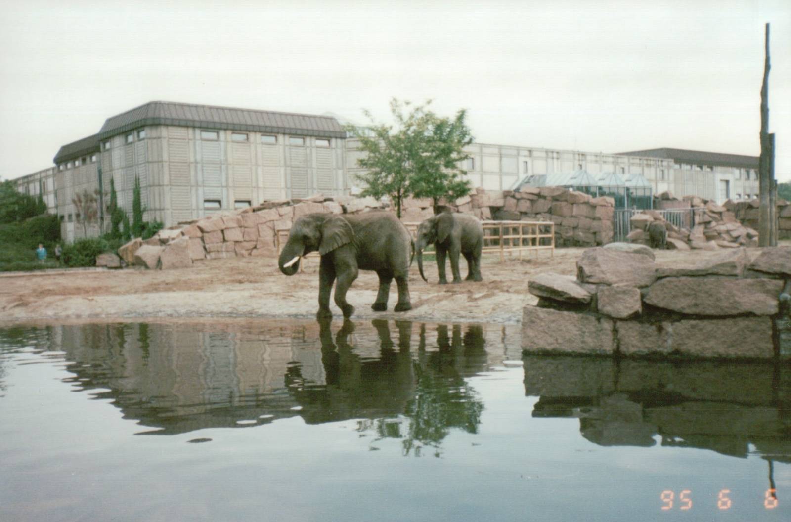 Berlin Tierpark 1995 - African Elephants