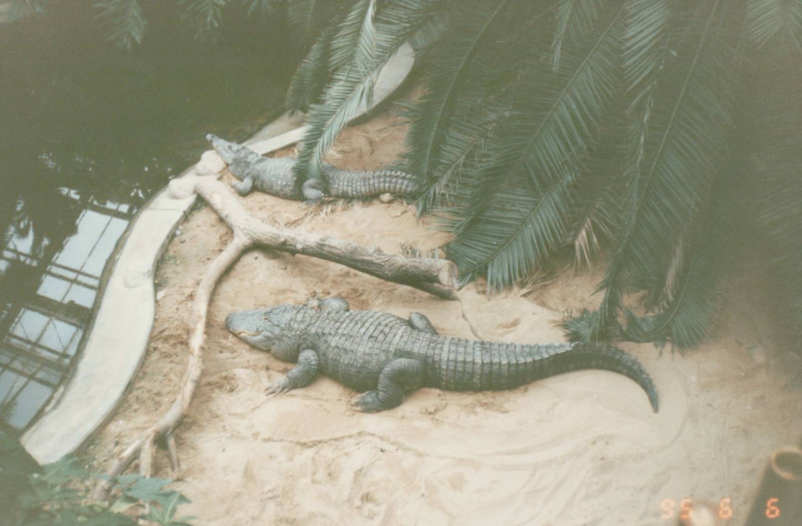 Berlin Tierpark 1995 - American Alligator and American Crocodile