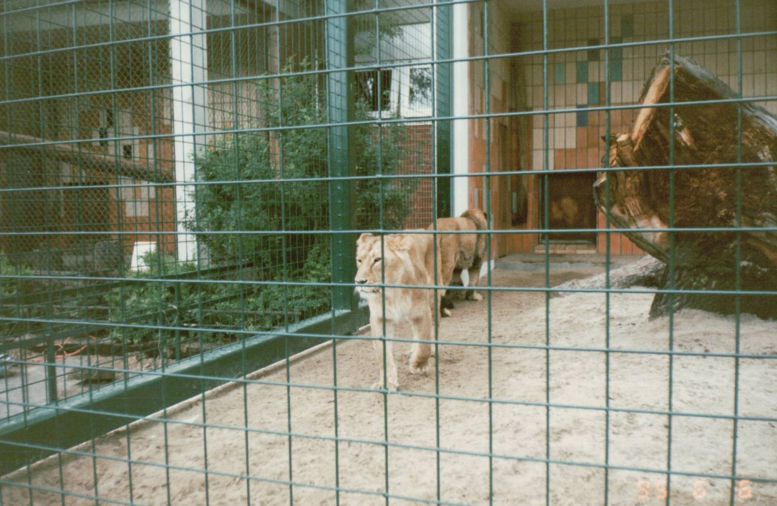Berlin Tierpark 1995 - Asiatic Lion couple