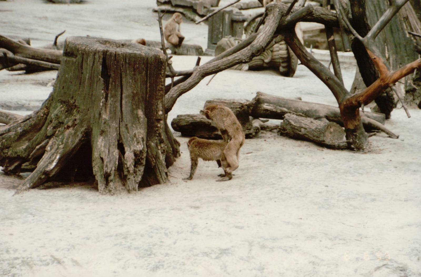 Berlin Tierpark 1995 - Barbary Macaque love scene