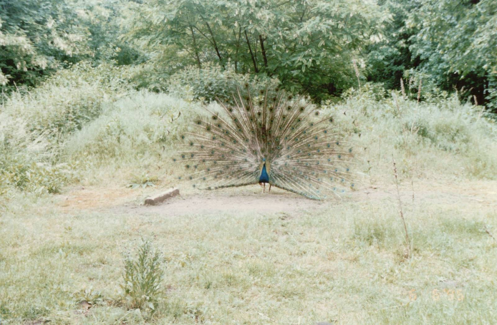 Berlin Tierpark 1995 - Free-ranging Peacocks