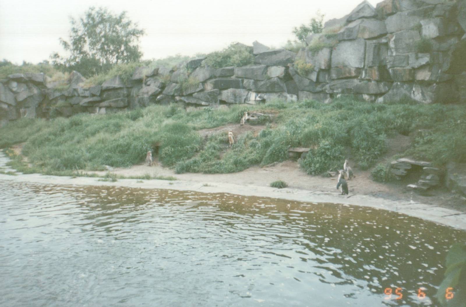 Berlin Tierpark 1995 - Humboldt Penguin exhibit