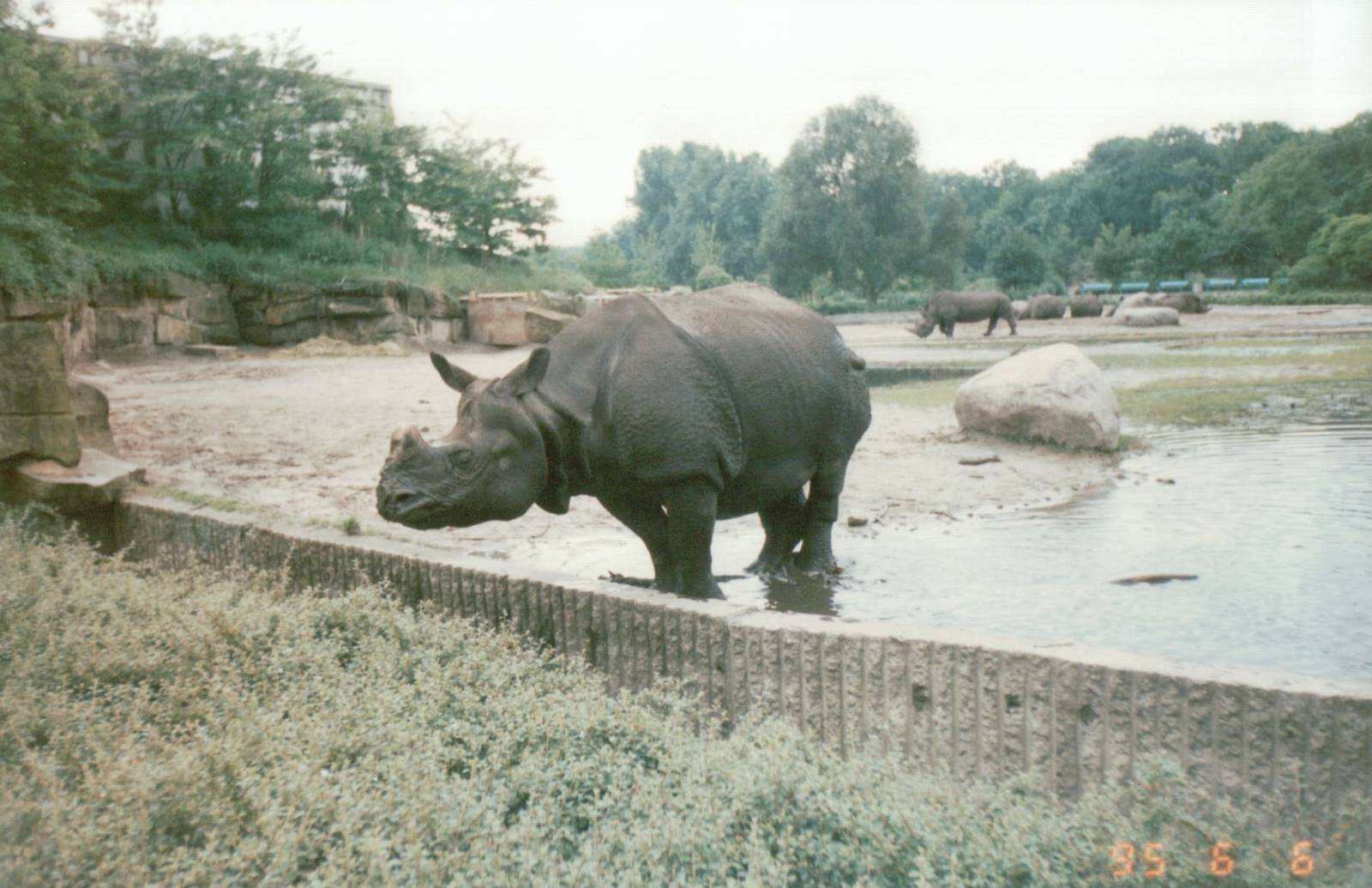 Berlin Tierpark 1995 - Indian Rhinoceros