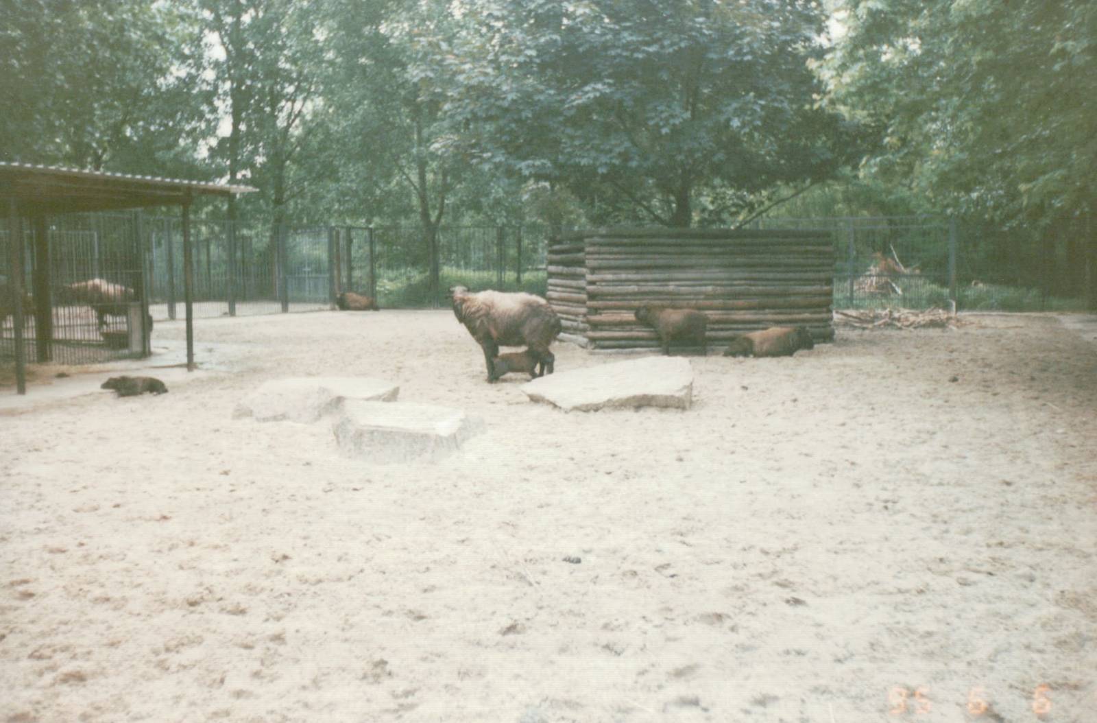 Berlin Tierpark 1995 - Mishmi Takin exhibit