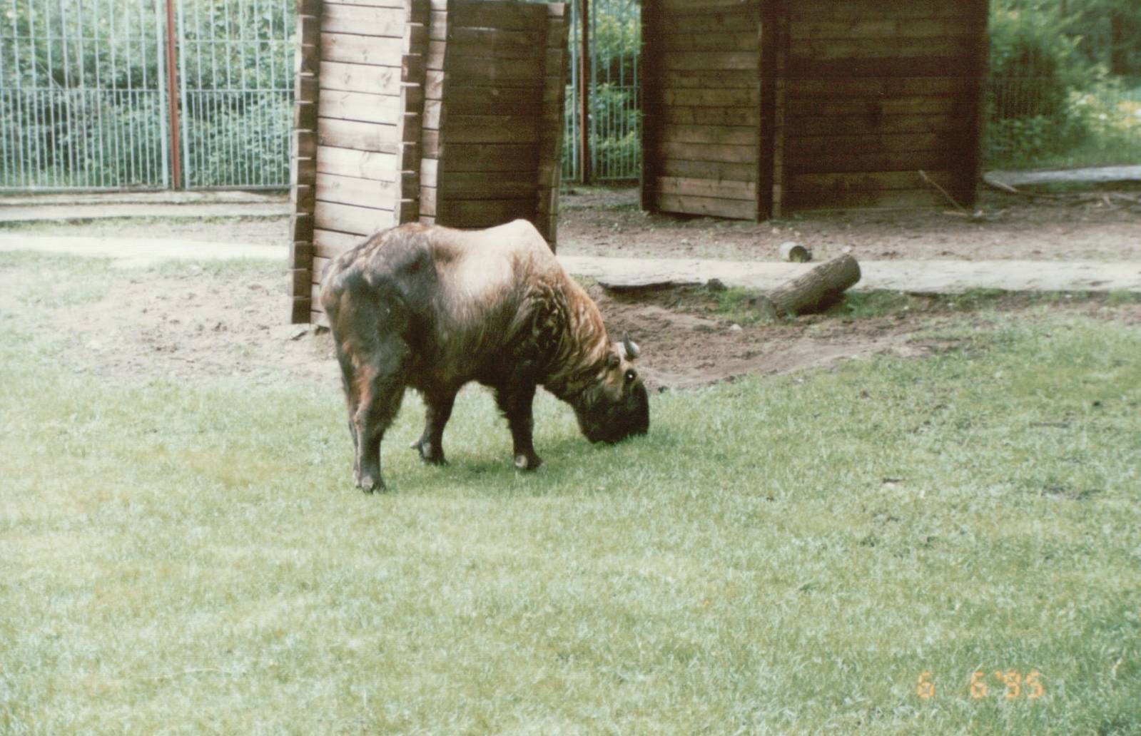 Berlin Tierpark 1995 - Mishmi Takin