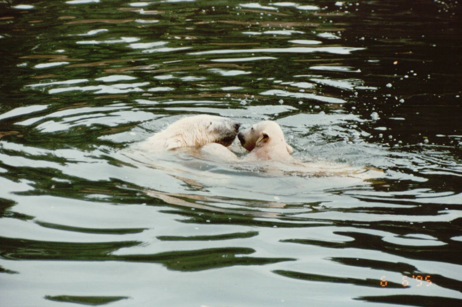 Berlin Tierpark 1995 - Polar Bear and cub swimming