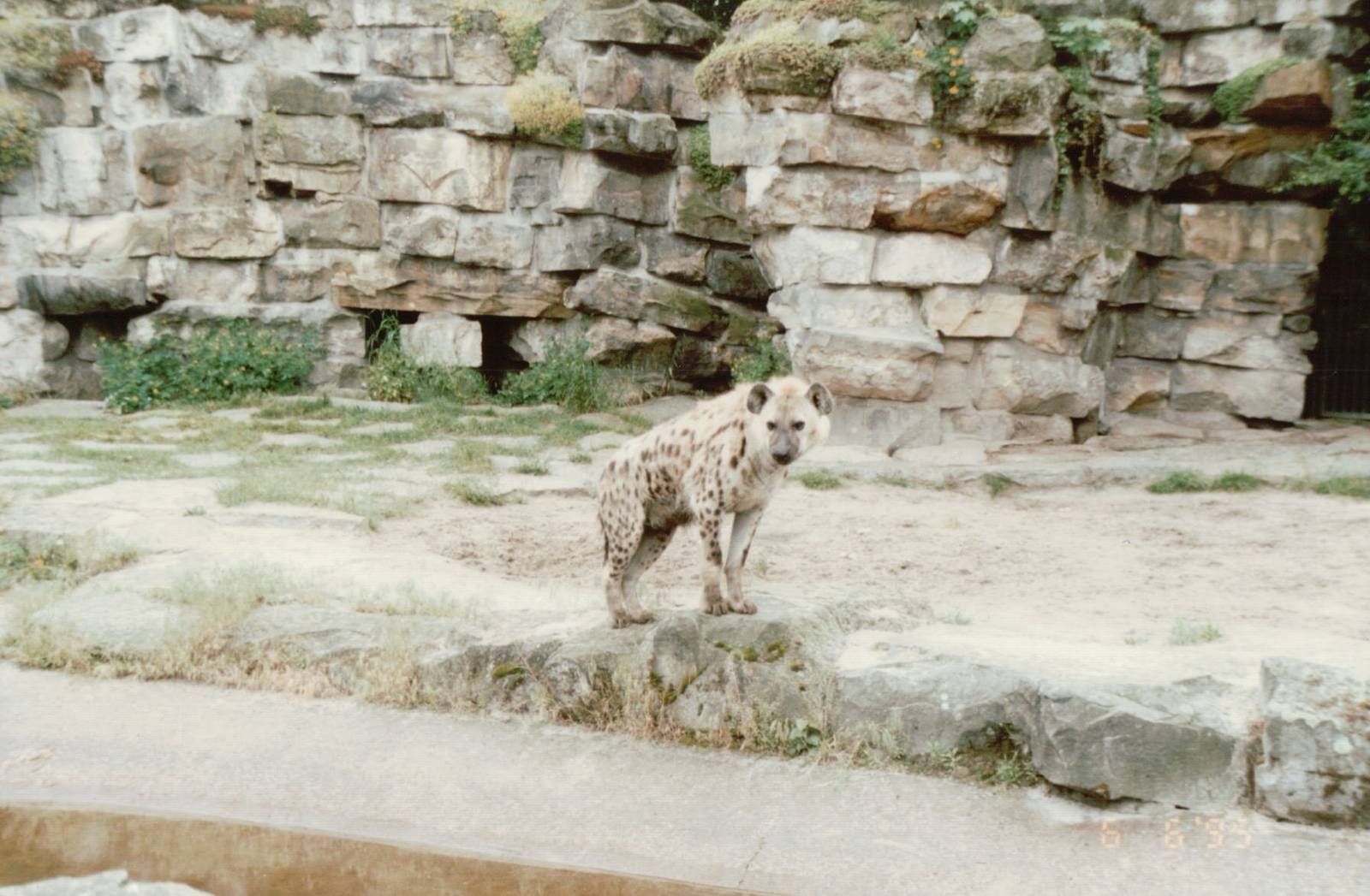 Berlin Tierpark 1995 - Spotted Hyena