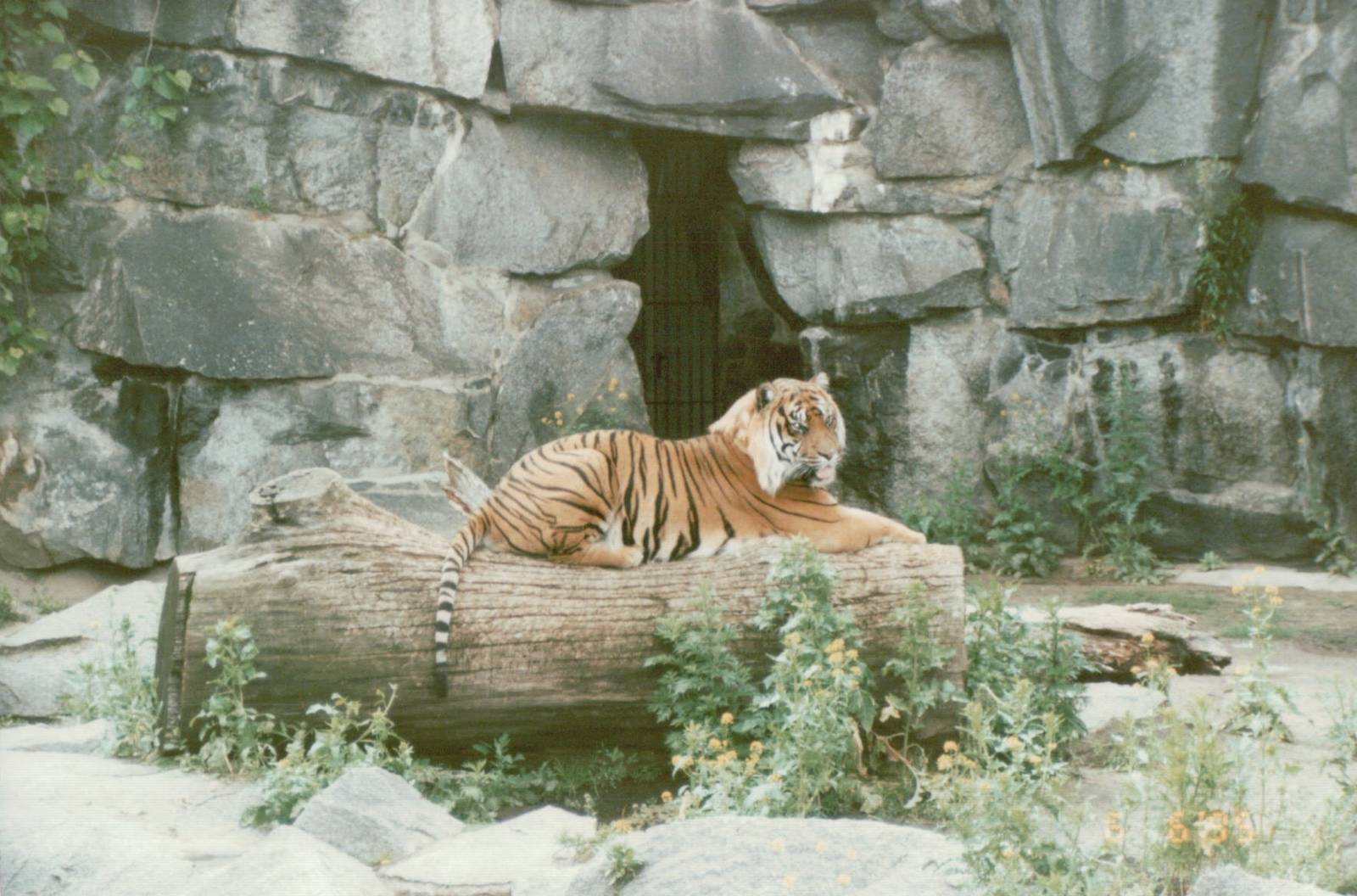 Berlin Tierpark 1995 - Sumatran Tiger