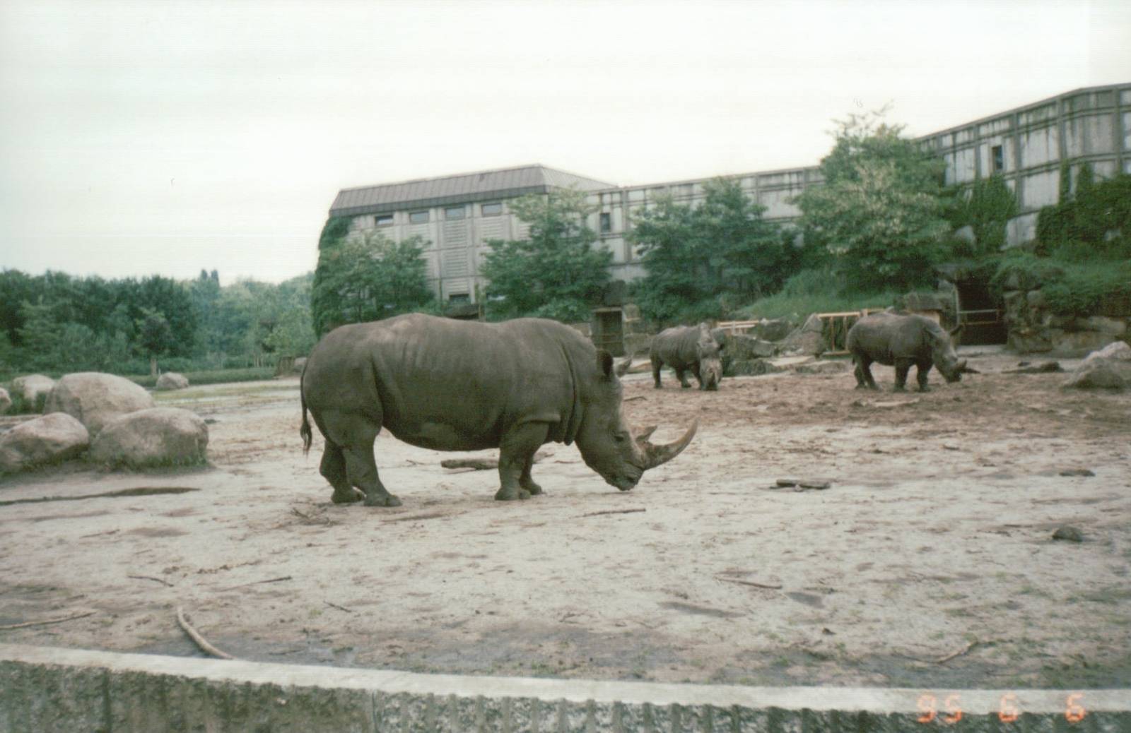 Berlin Tierpark 1995 - White Rhinoceros exhibit