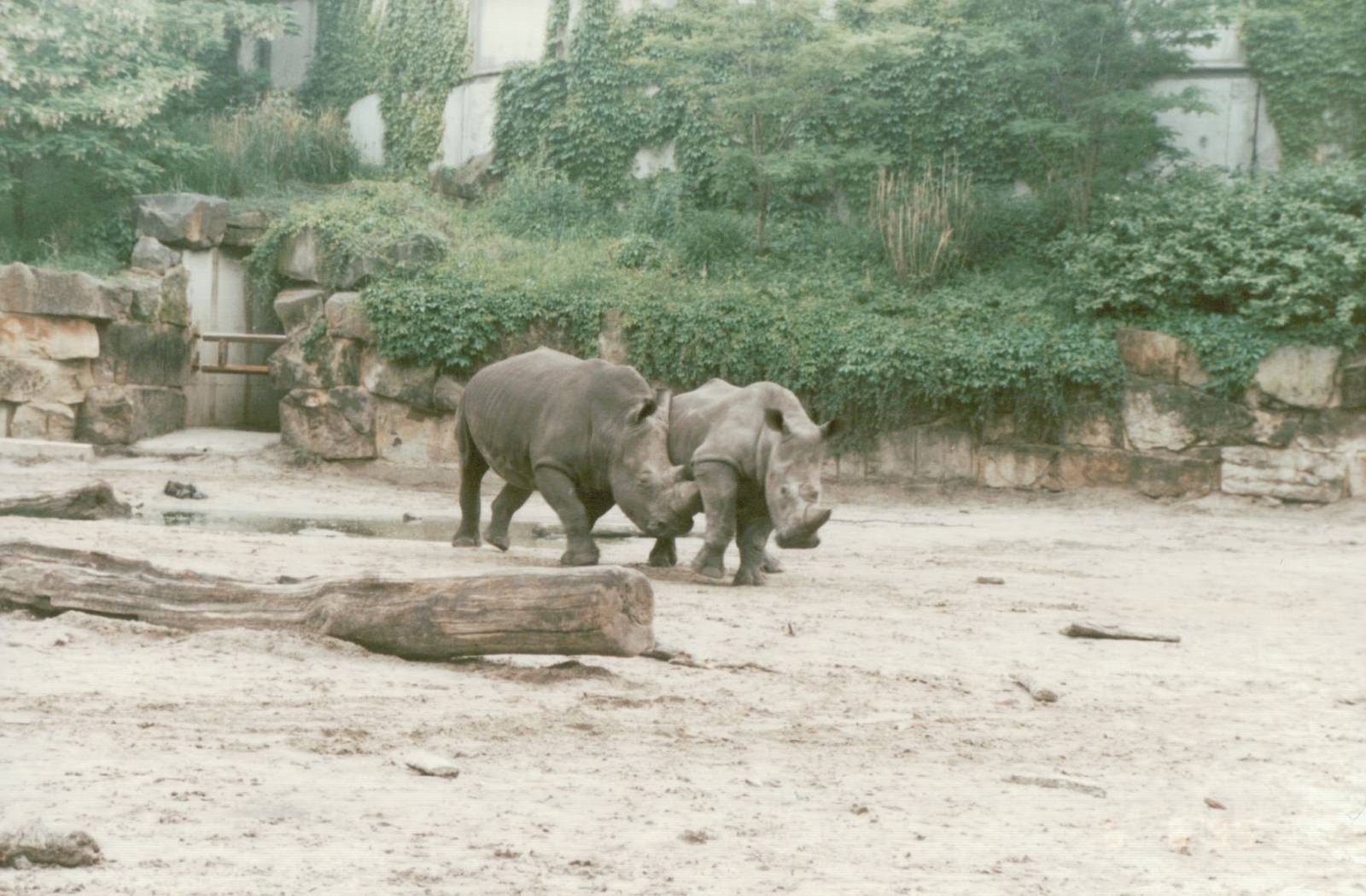 Berlin Tierpark 1995 - White Rhinoceros