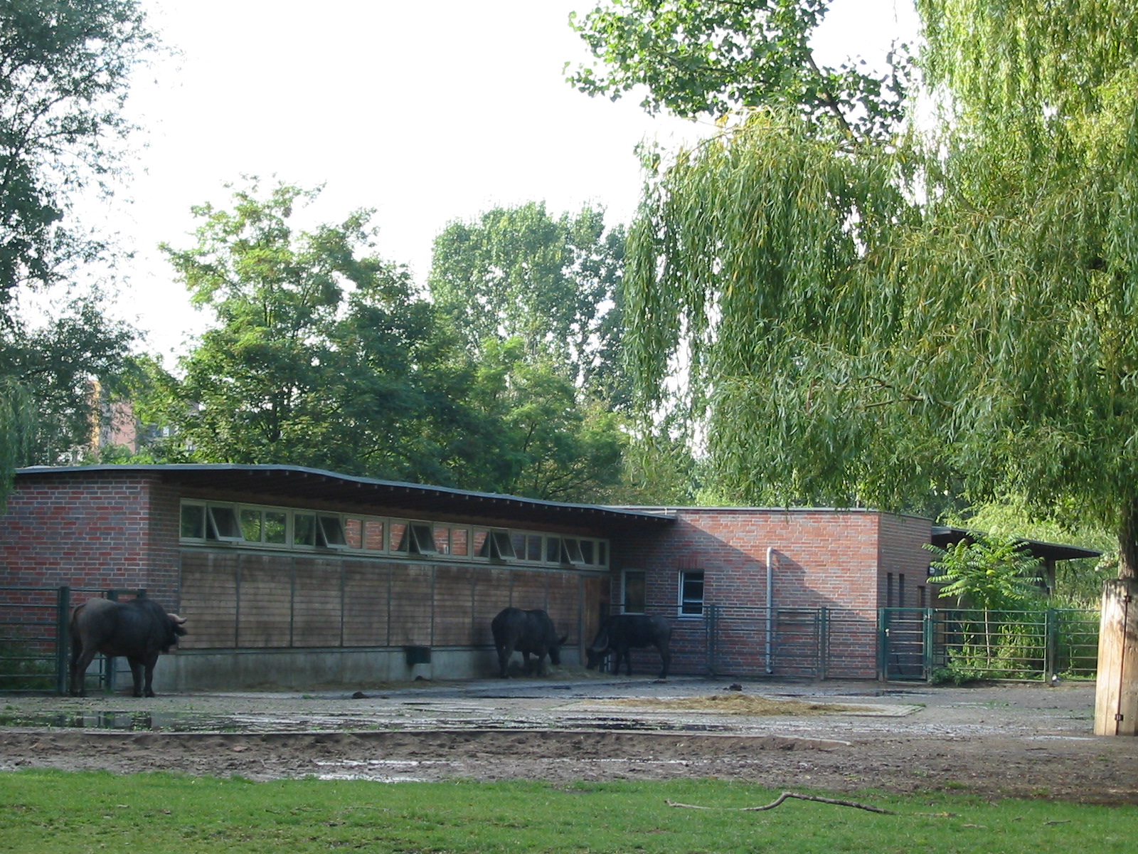 Berlin Tierpark 2004 - African Buffalo enclosure