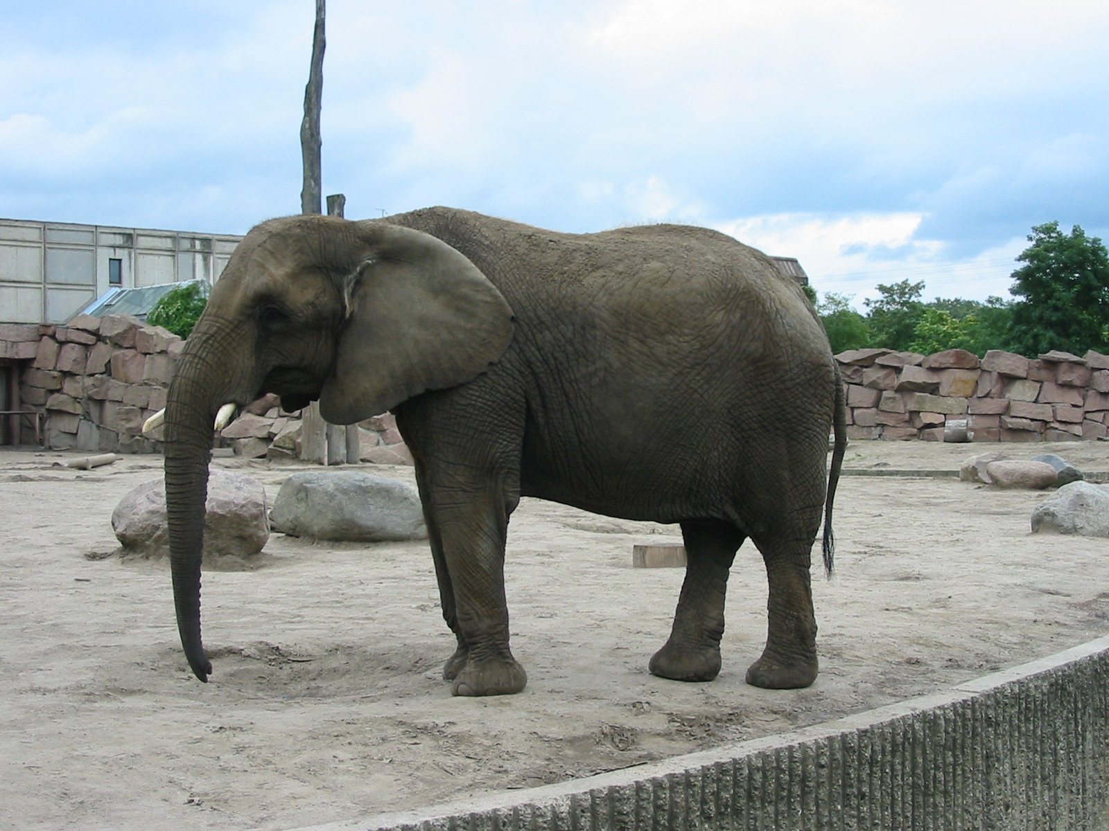Berlin Tierpark 2004 - African Elephant cow