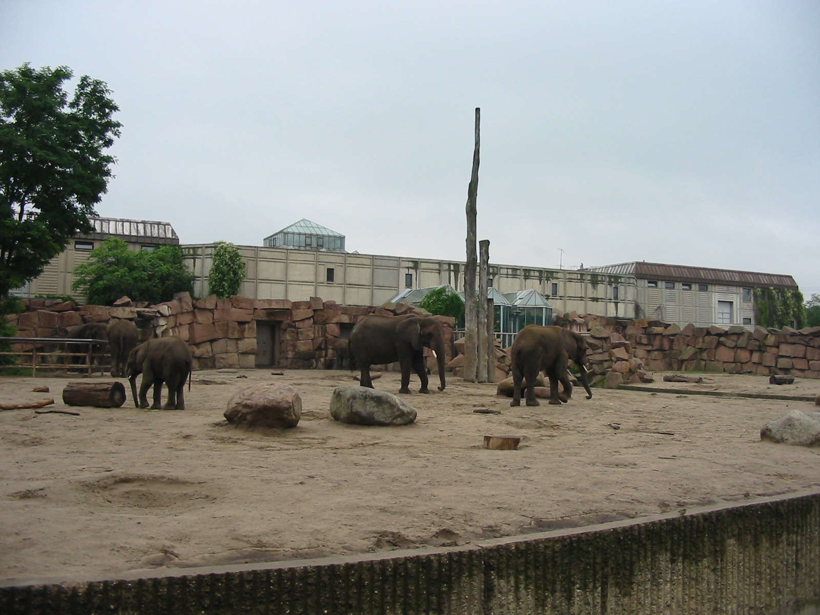 Berlin Tierpark 2004 - African Elephant exhibit at the Pachyderm House