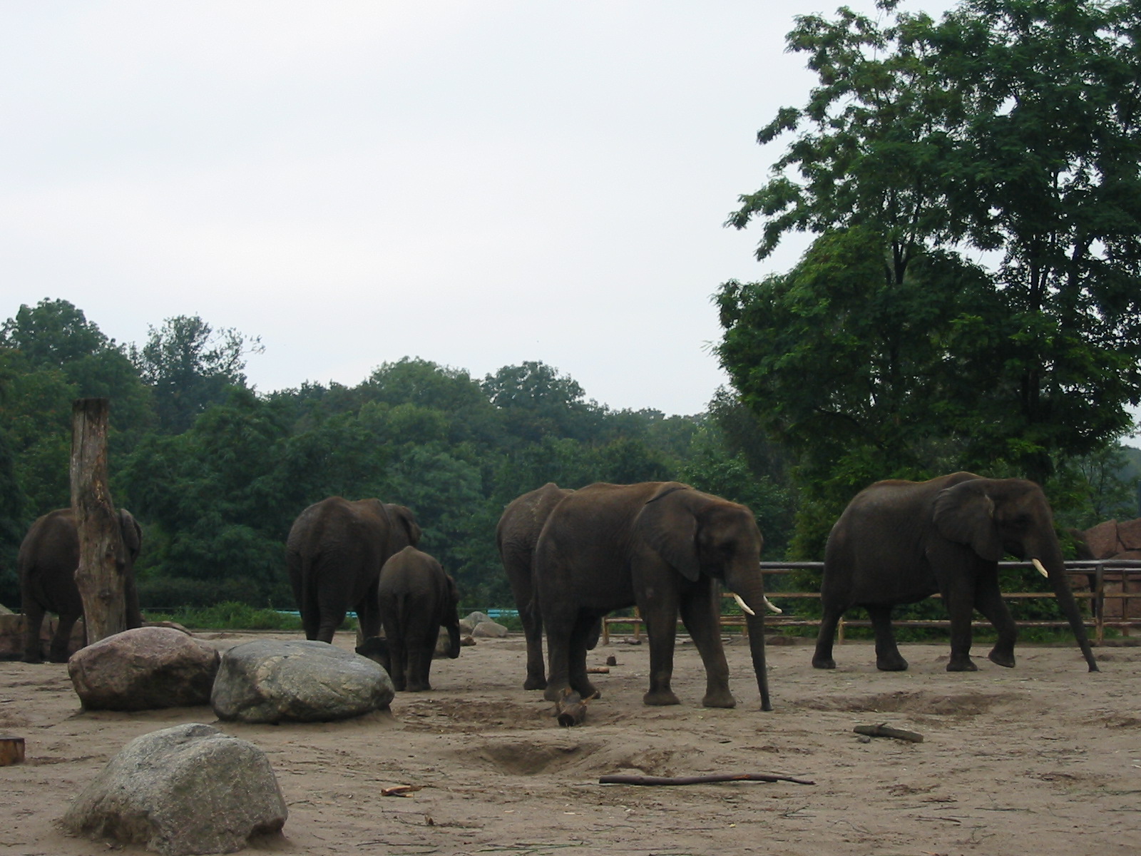 Berlin Tierpark 2004 - African Elephant group