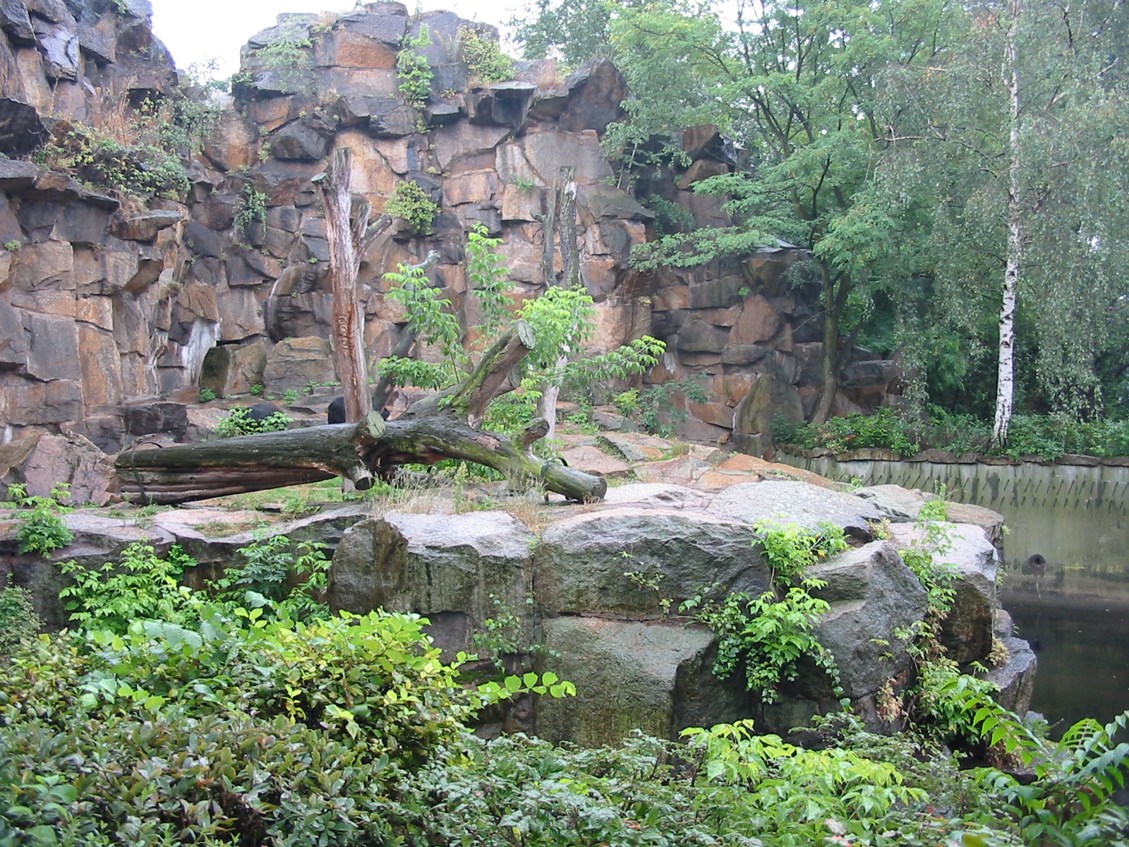 Berlin Tierpark 2004 - American Black Bear exhibit seen from the street
