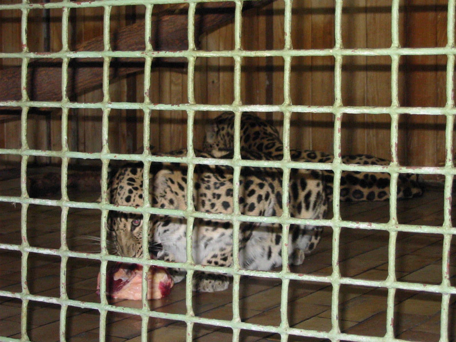 Berlin Tierpark 2004 - Amur Leopards in the Alfred Brehm House
