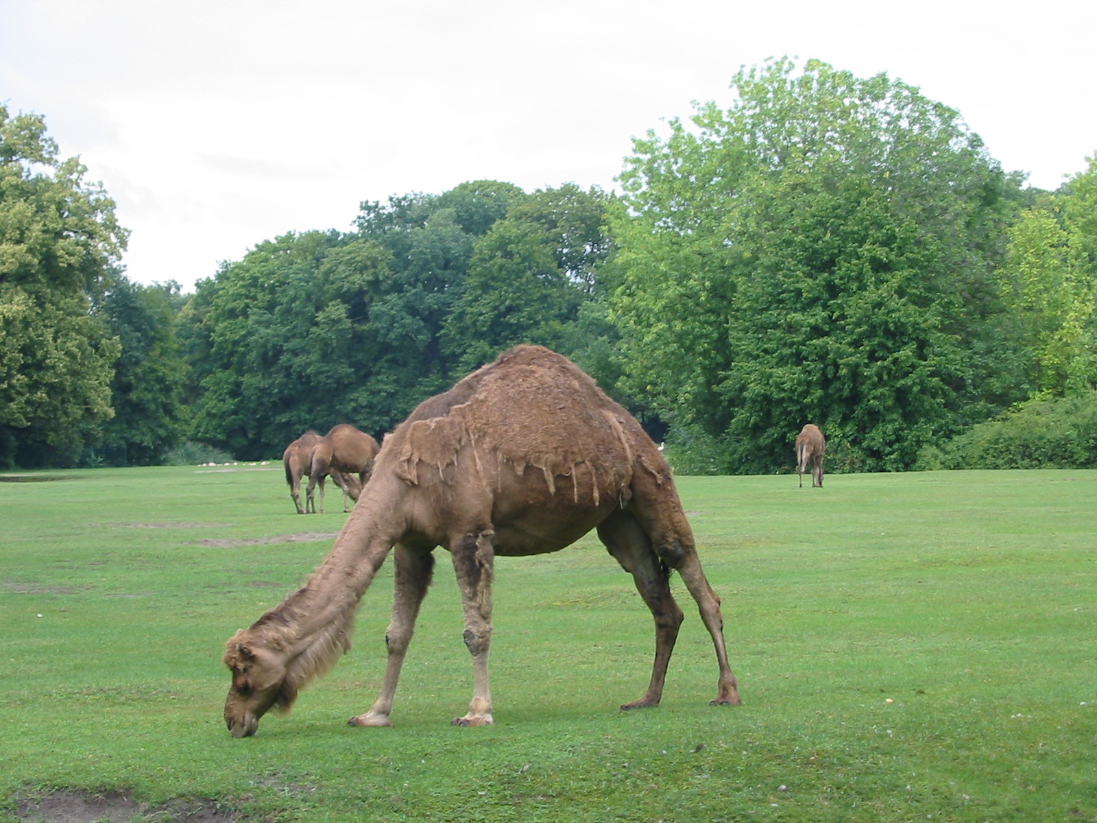 Berlin Tierpark 2004 - Arabian Camels in a massive paddock