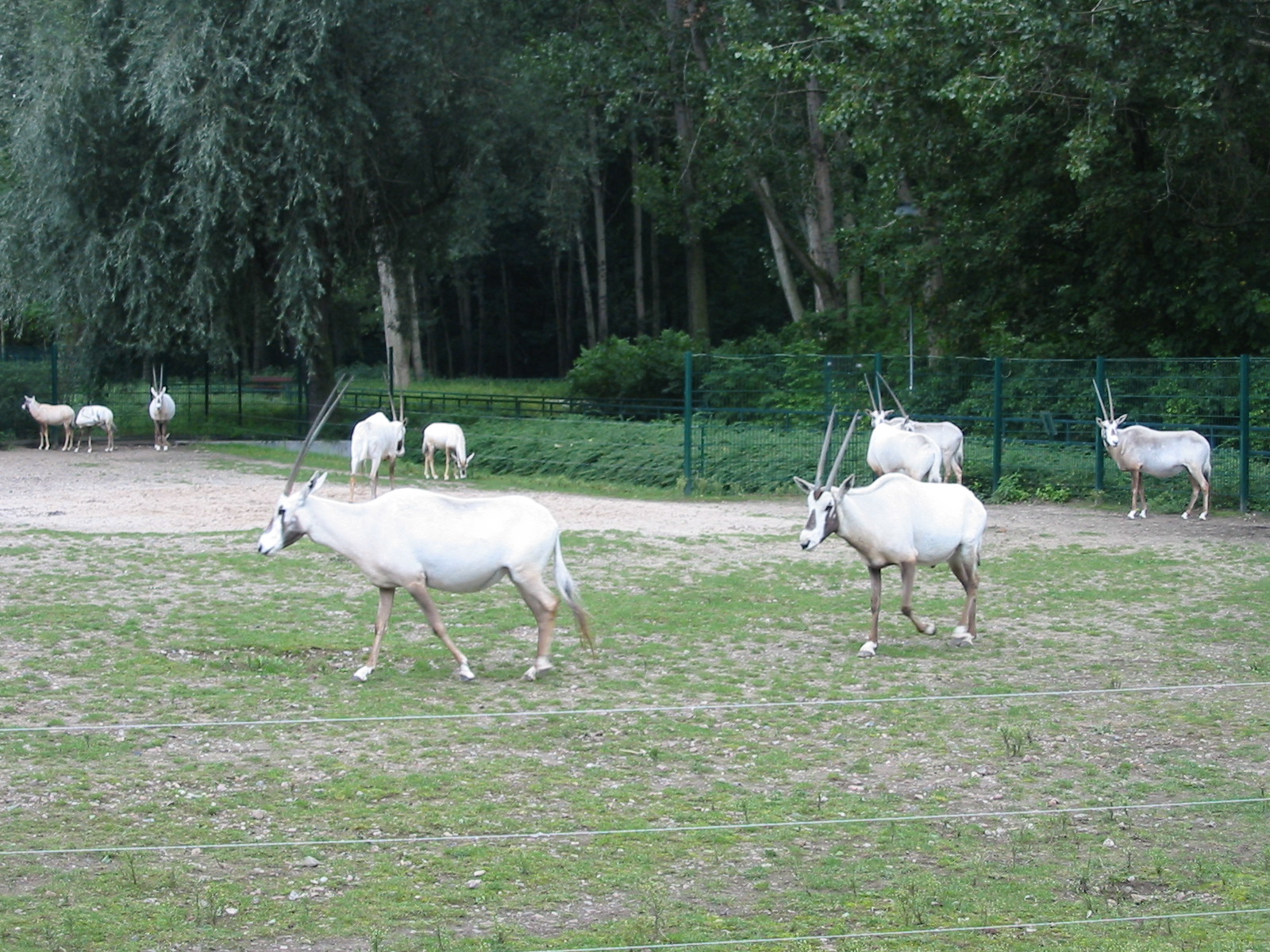 Berlin Tierpark 2004 - Arabian Oryx group