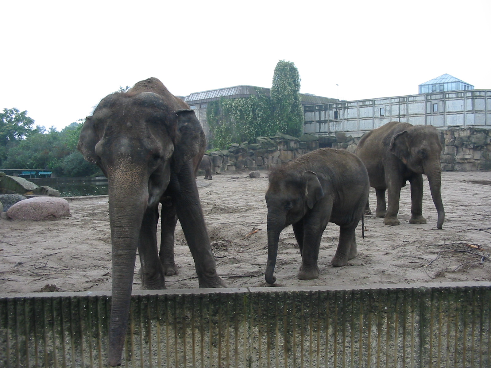 Berlin Tierpark 2004 - Asiatic Elephants