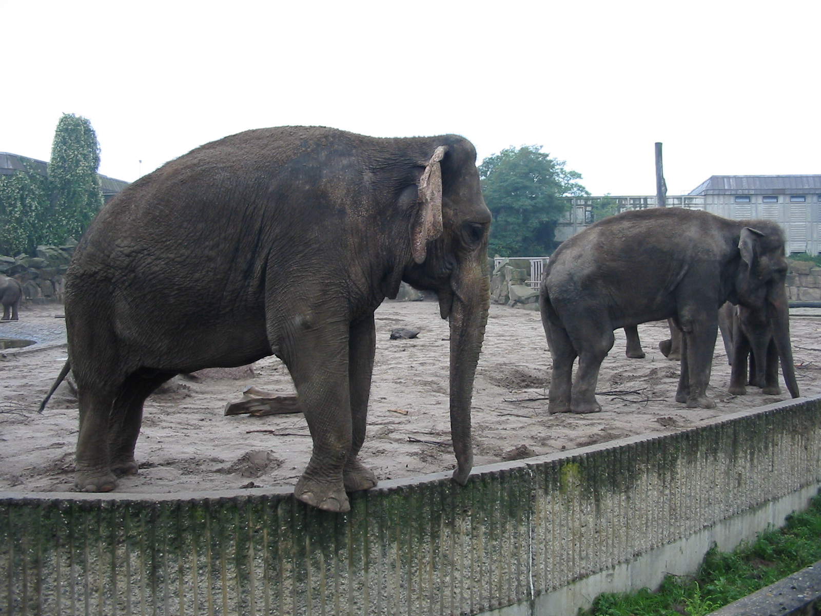 Berlin Tierpark 2004 - Asiatic Elephants
