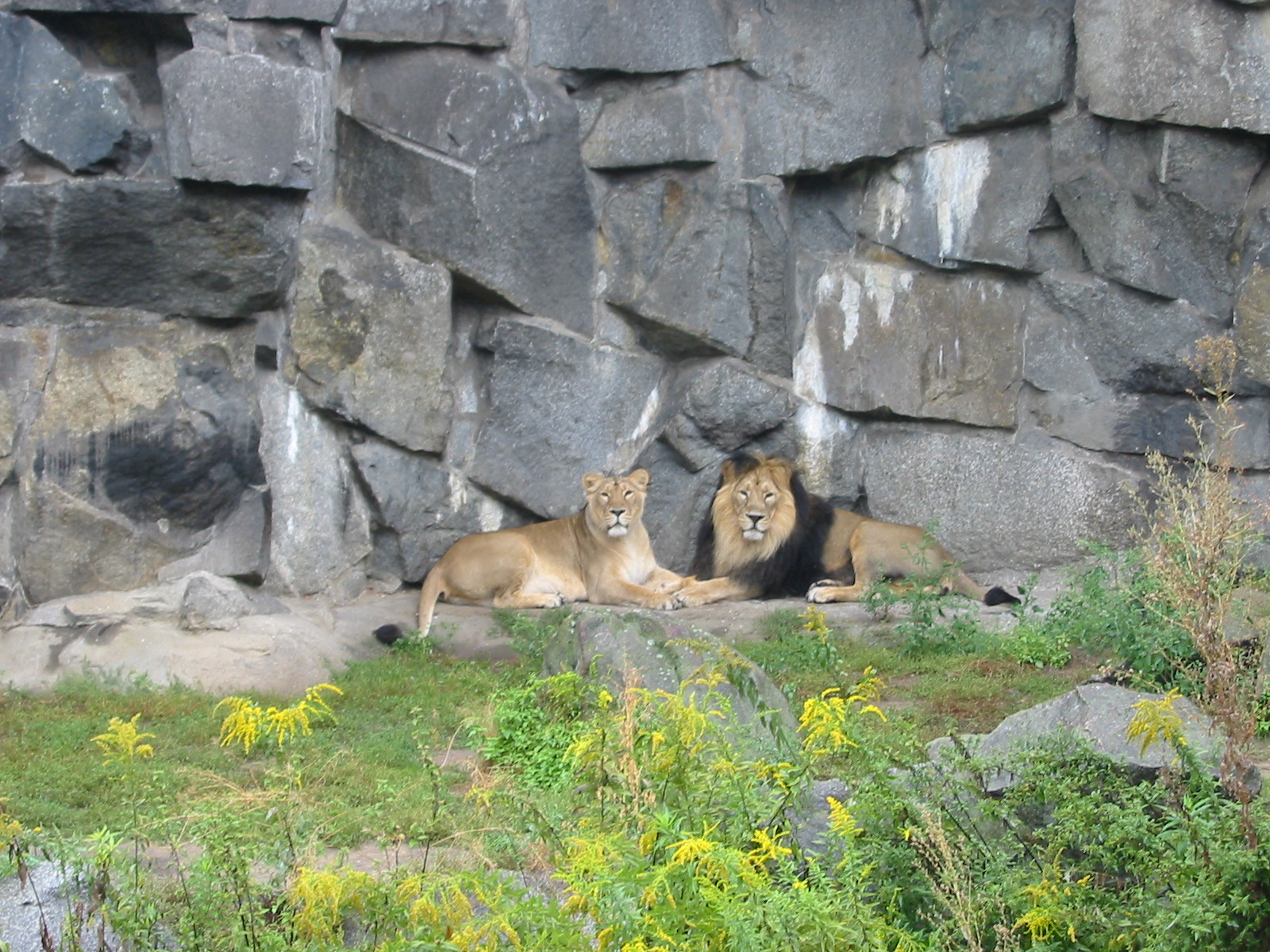 Berlin Tierpark 2004 - Asiatic Lion pair in a grotto at the Alfred Brehm Ho