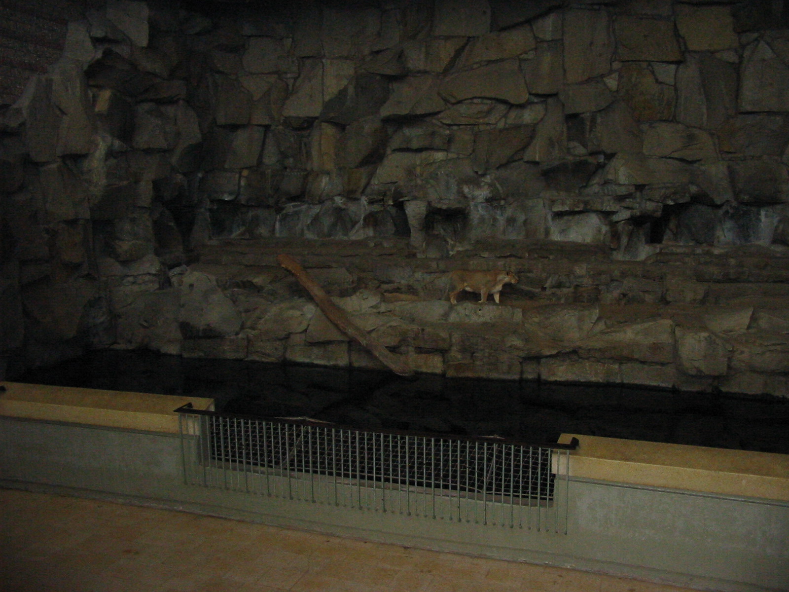 Berlin Tierpark 2004 - Asiatic Lioness in the Alfred Brehm House