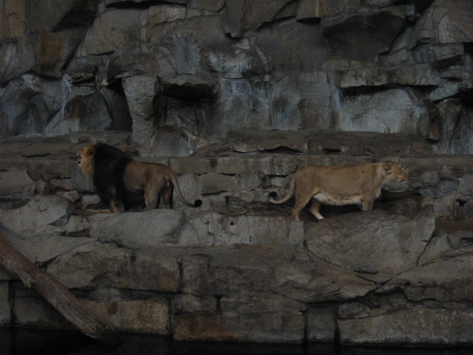 Berlin Tierpark 2004 - Asiatic Lions in the Alfred Brehm House