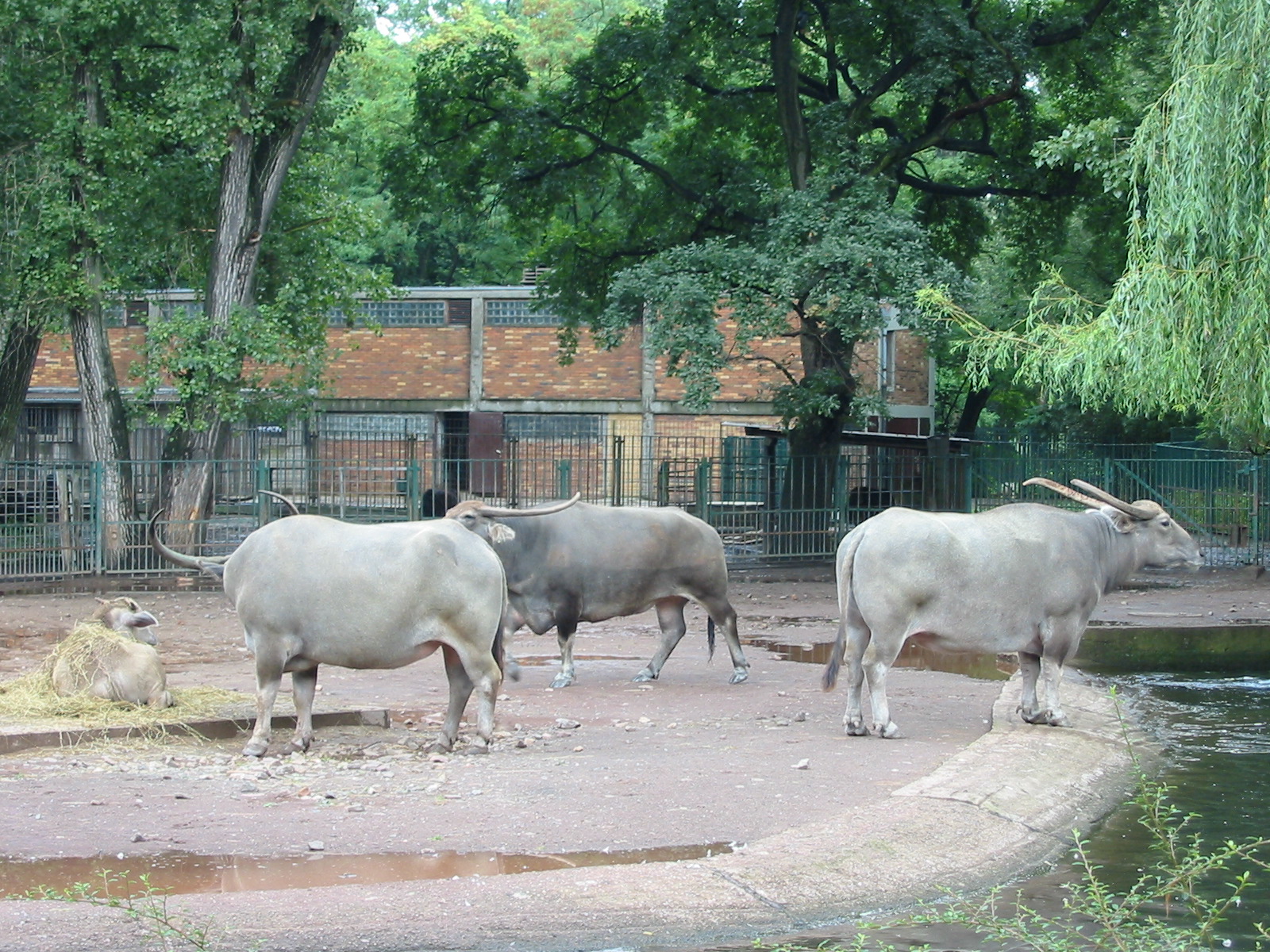 Berlin Tierpark 2004 - Asiatic Water Buffalo exhibit