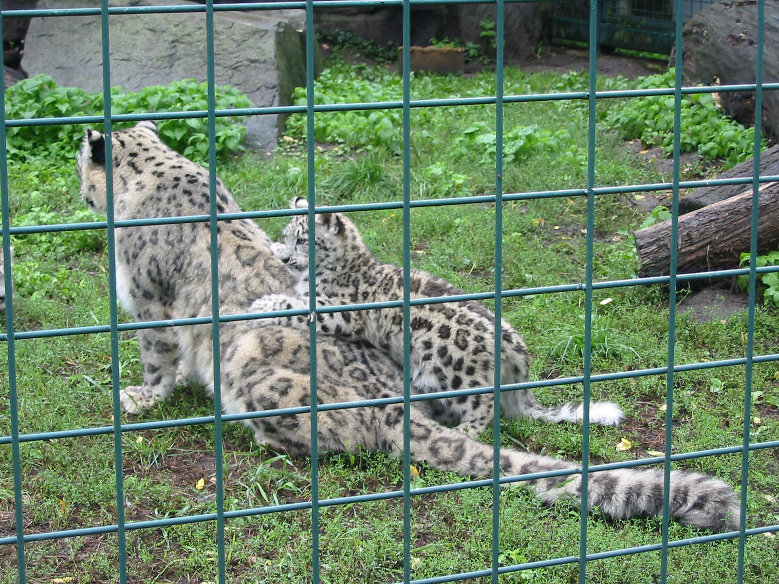 Berlin Tierpark 2004 - Beautiful Snow Leopard cubs at joyous play