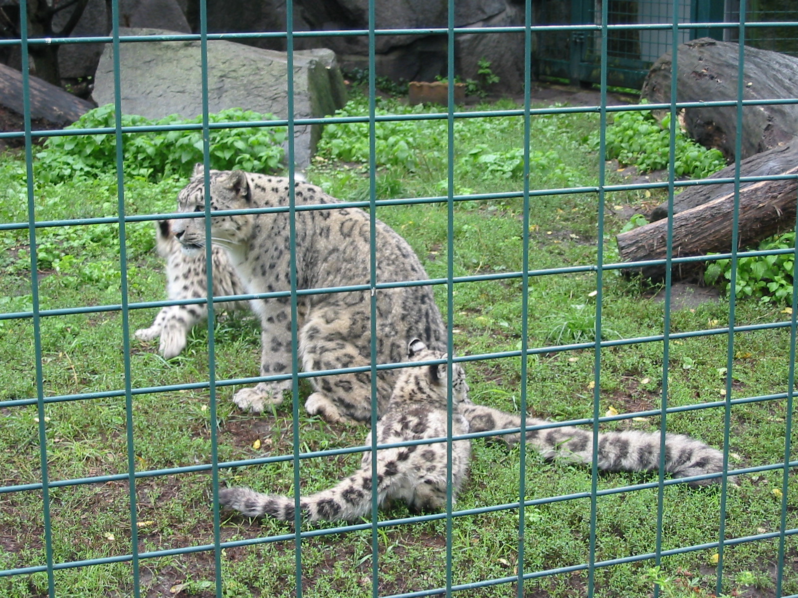 Berlin Tierpark 2004 - Beautiful Snow Leopard cubs at joyous play