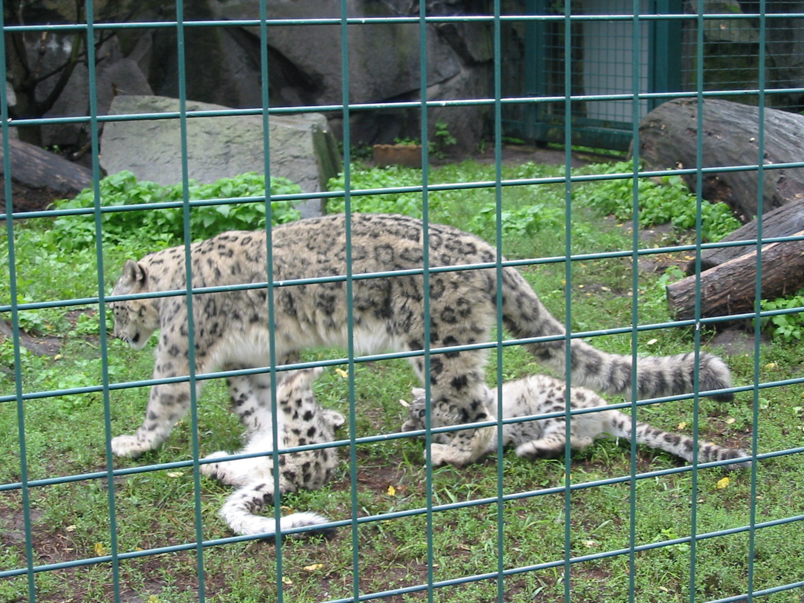Berlin Tierpark 2004 - Beautiful Snow Leopard cubs at joyous play