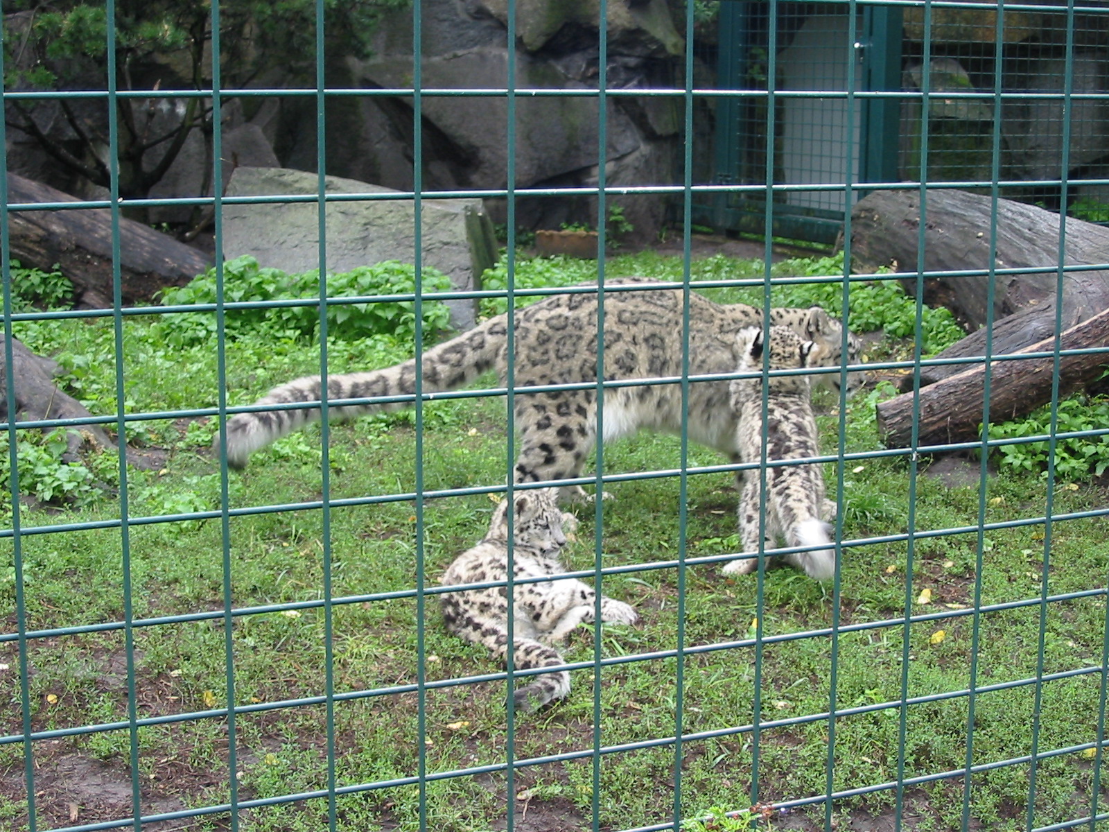 Berlin Tierpark 2004 - Beautiful Snow Leopard cubs at joyous play