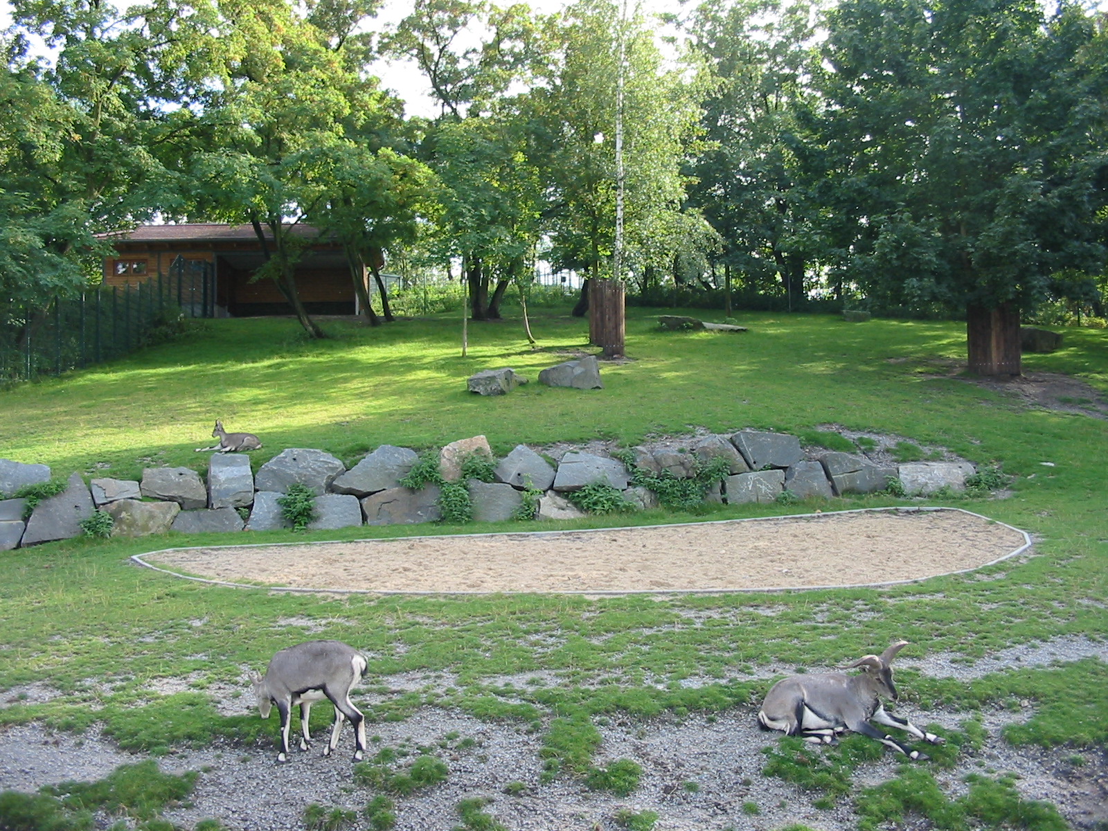Berlin Tierpark 2004 - Bharal exhibit