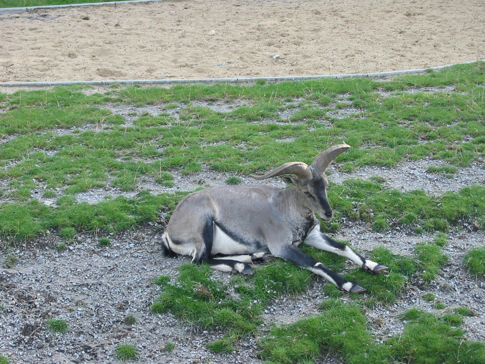 Berlin Tierpark 2004 - Bharal or Blue Sheep