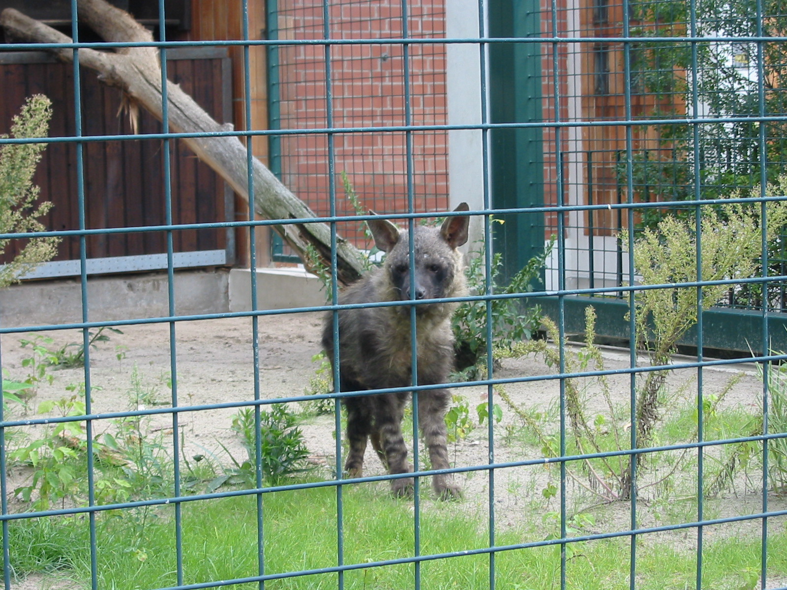 Berlin Tierpark 2004 - Brown Hyena at the Alfred Brehm House