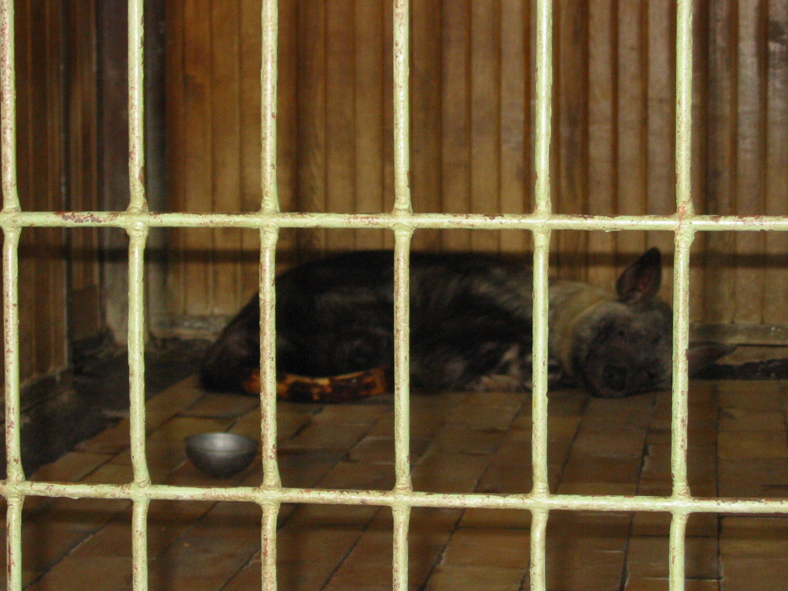 Berlin Tierpark 2004 - Brown Hyena in the Alfred Brehm House