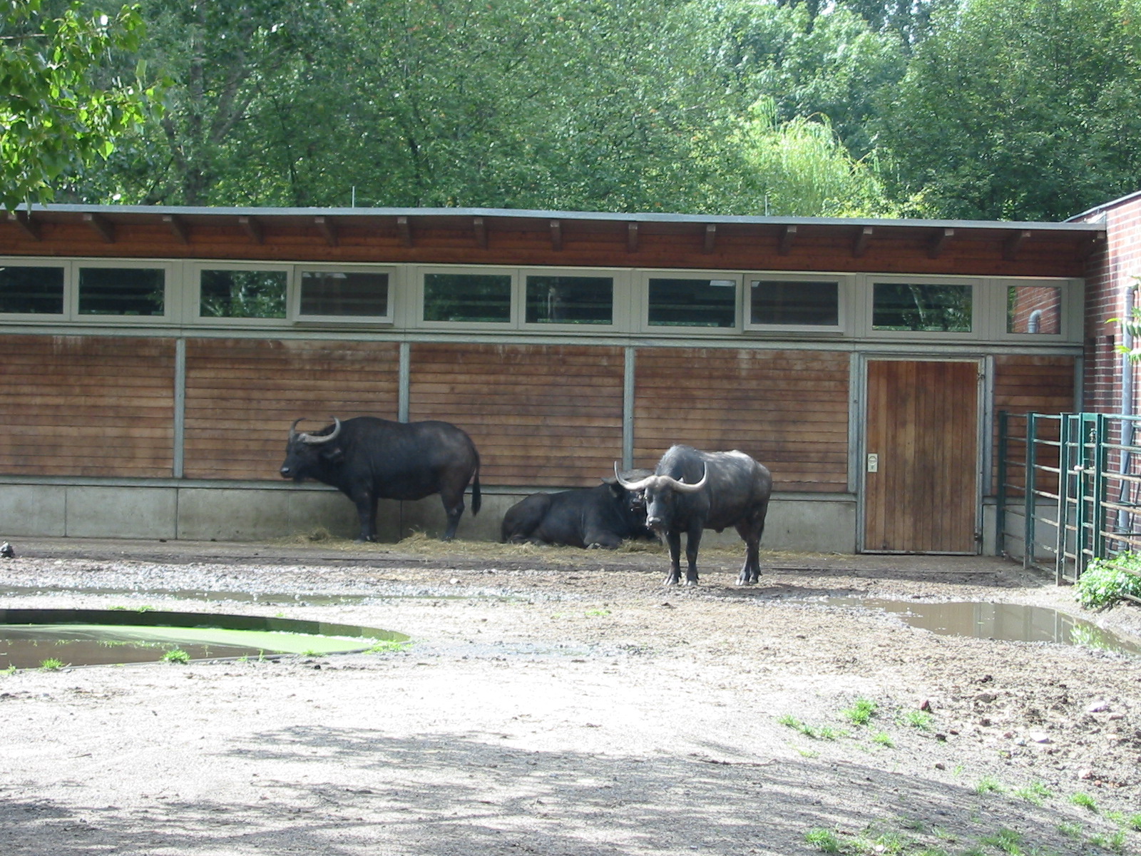 Berlin Tierpark 2004 - Cape Buffalo enclosure