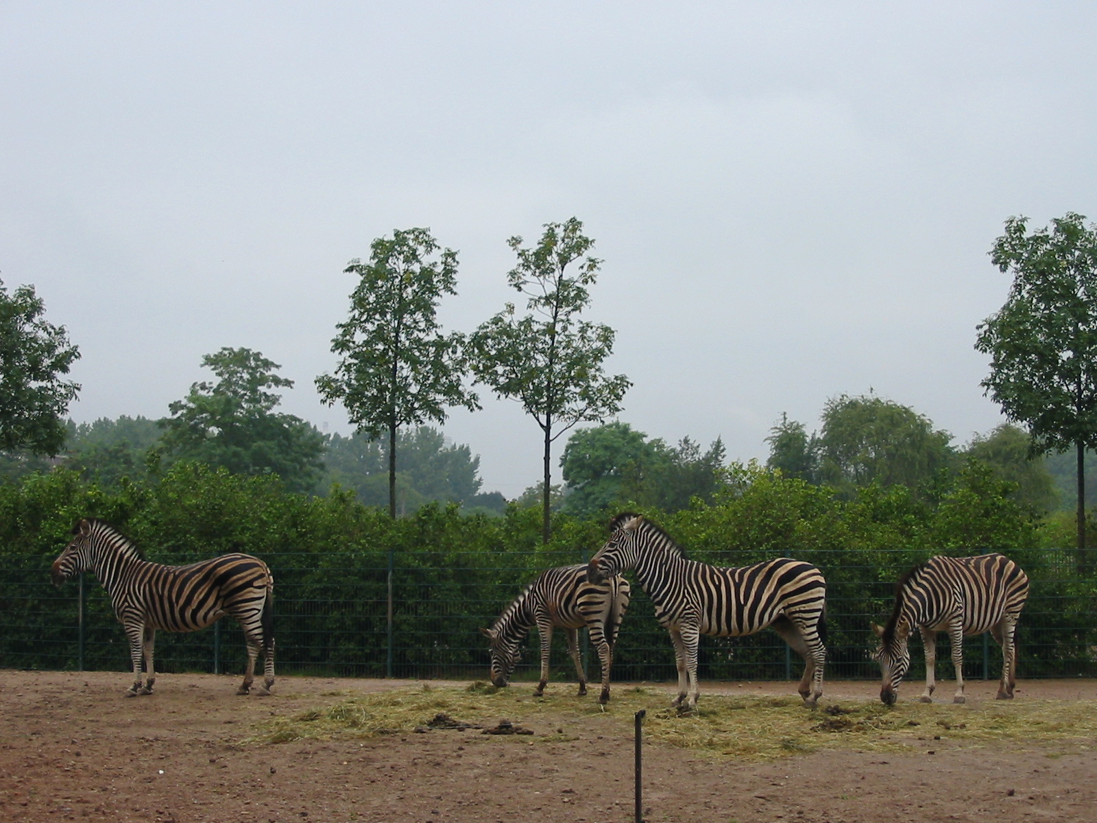 Berlin Tierpark 2004 - Chapman Zebra enclosure