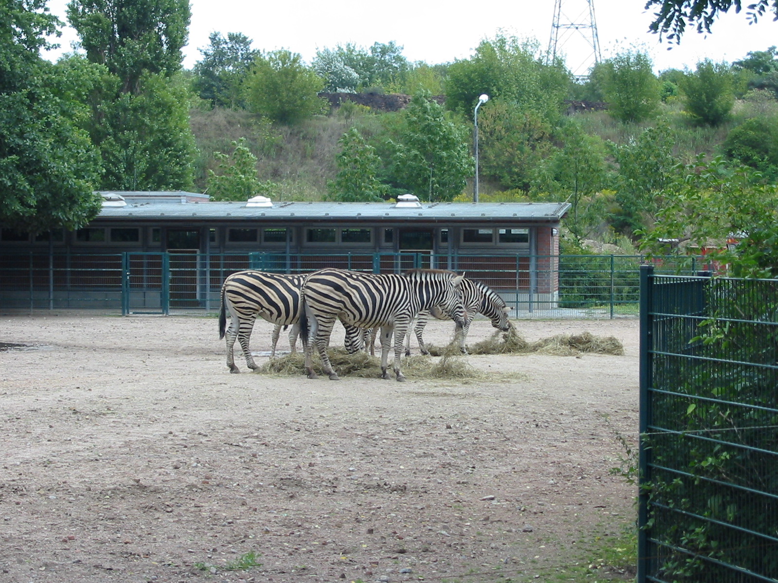 Berlin Tierpark 2004 - Chapman Zebra